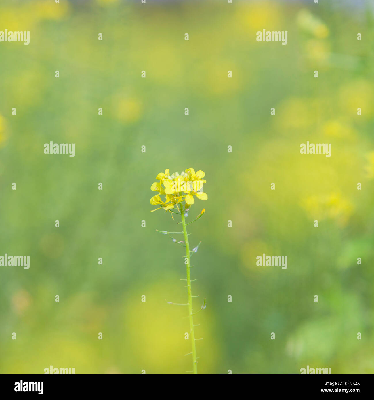 mustard seed flower field and blue sky in dutch polder flevoland Stock Photo