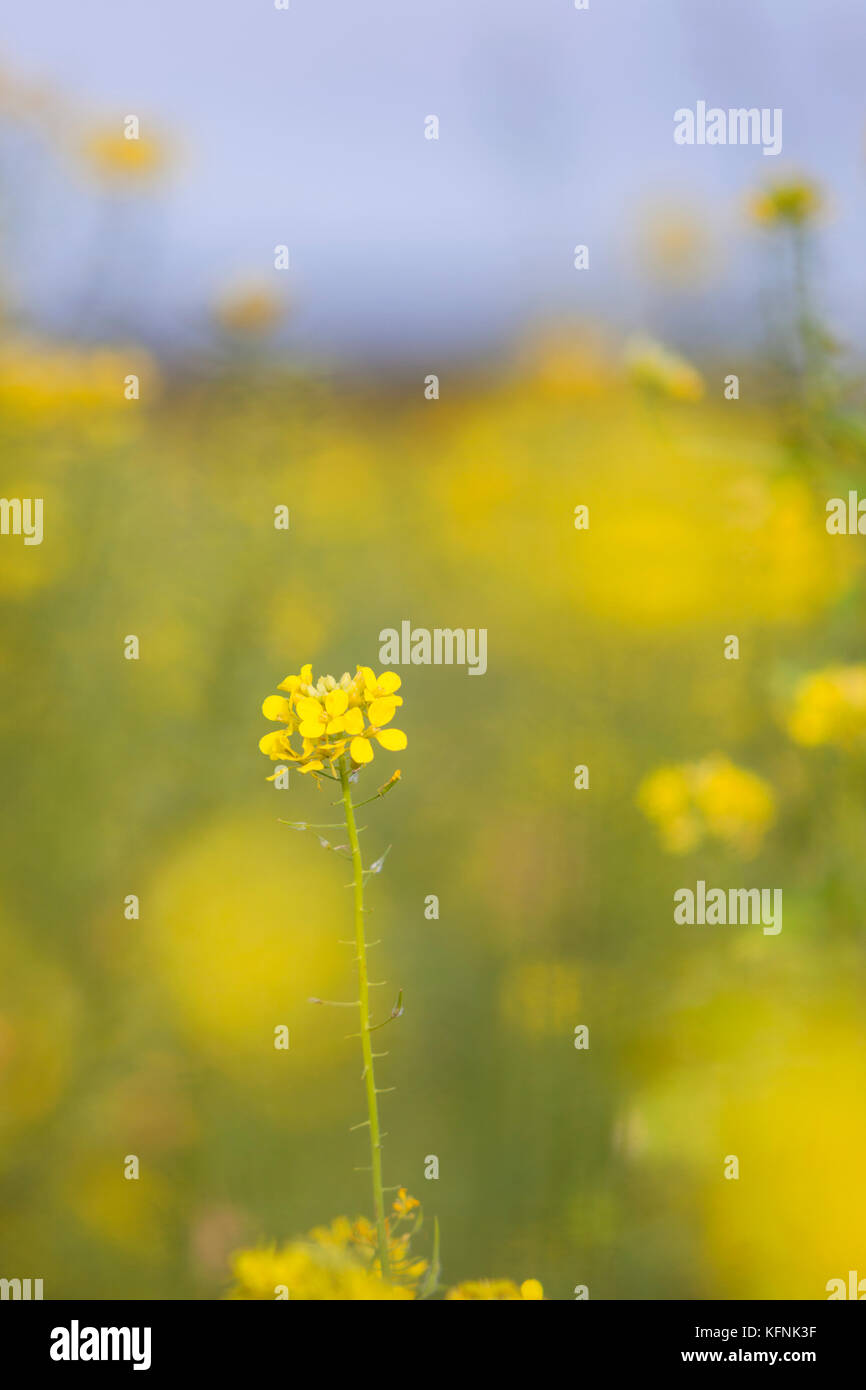 mustard seed flower field and blue sky in dutch polder flevoland Stock Photo