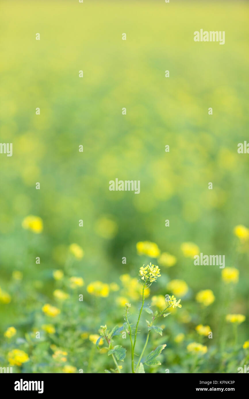 mustard seed flower field and blue sky in dutch polder flevoland Stock Photo