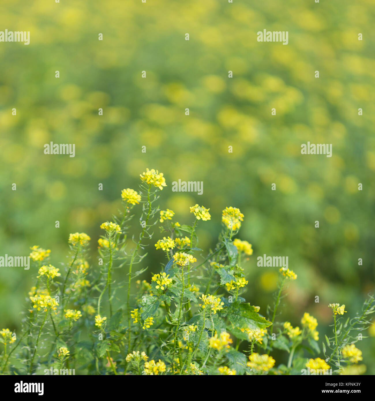 mustard seed flower field and blue sky in dutch polder flevoland Stock Photo