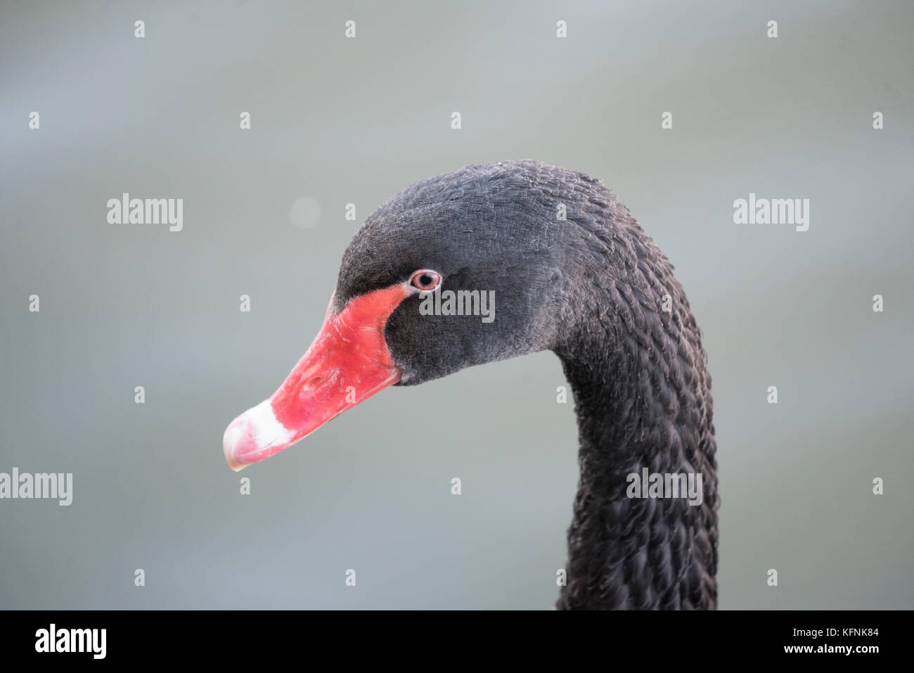 Neckar germany swimming hi-res stock photography and images - Alamy