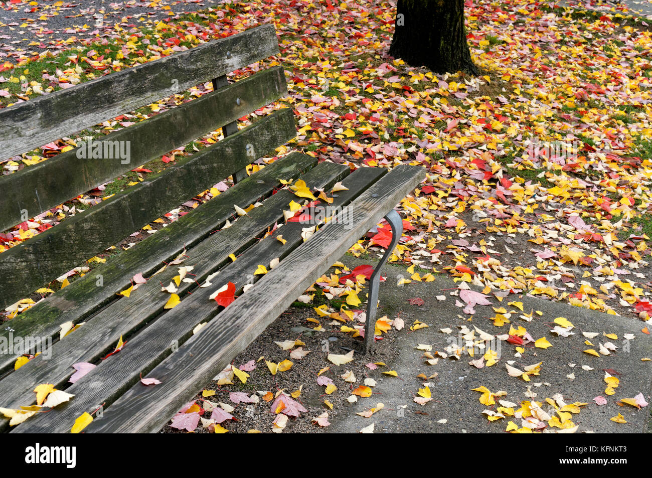 Wooden park bench and ground covered in colorful autumn leaves Stock ...