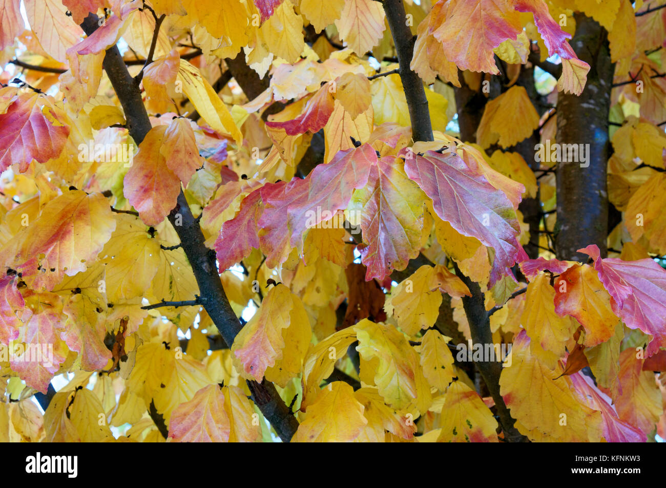 Ironwood tree canada hires stock photography and images Alamy