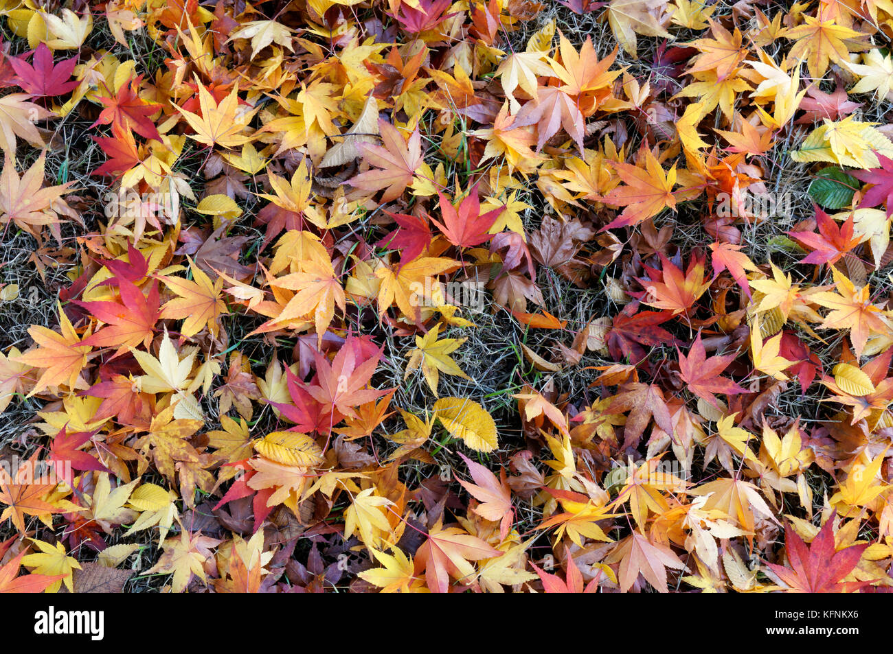 Fallen Japanese maple Acer palmatum autumn leaves lying on the ground Stock Photo