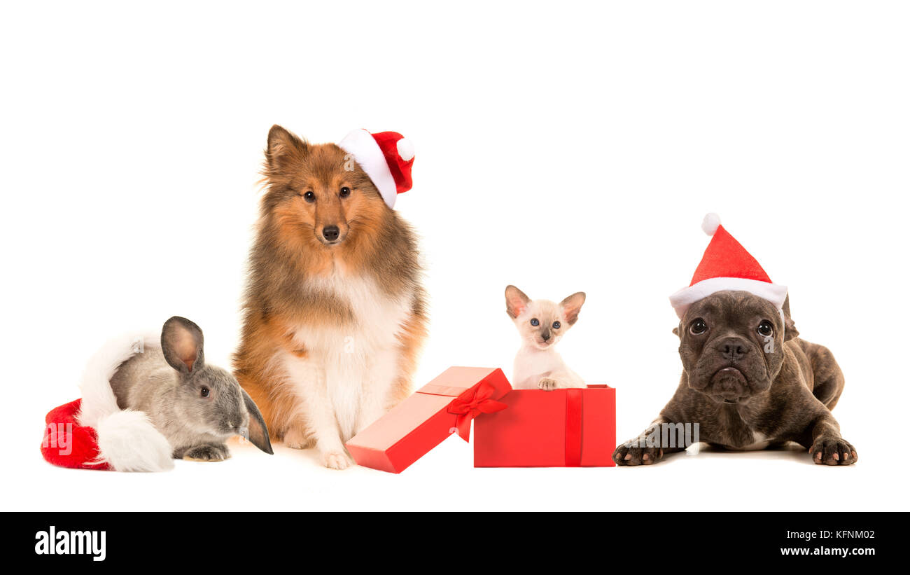 Group of pets two dogs cat and a rabbit with christmas hats on a