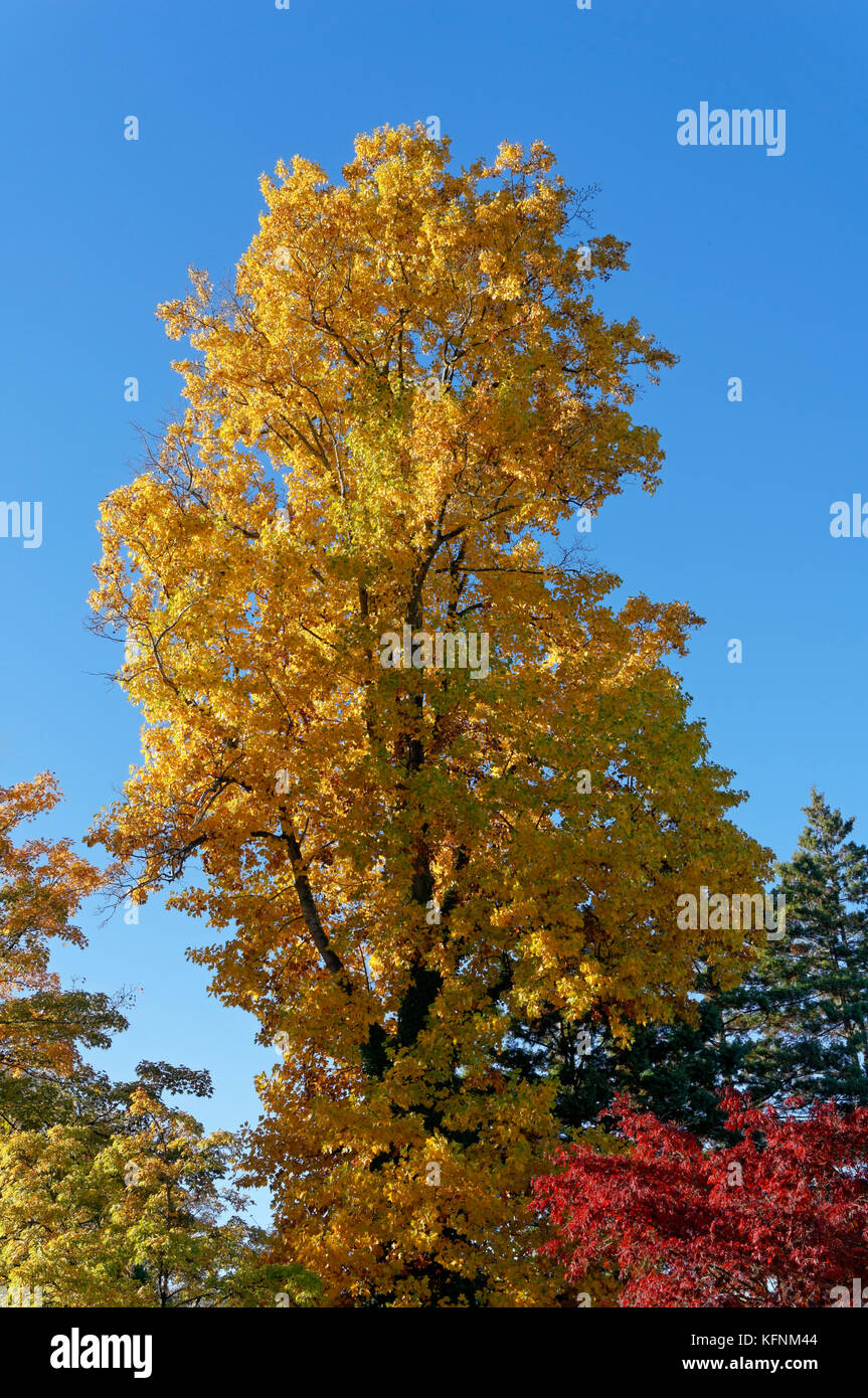 Mature tuliptree Liriodendron tulipifera with yellow fall foliage ...