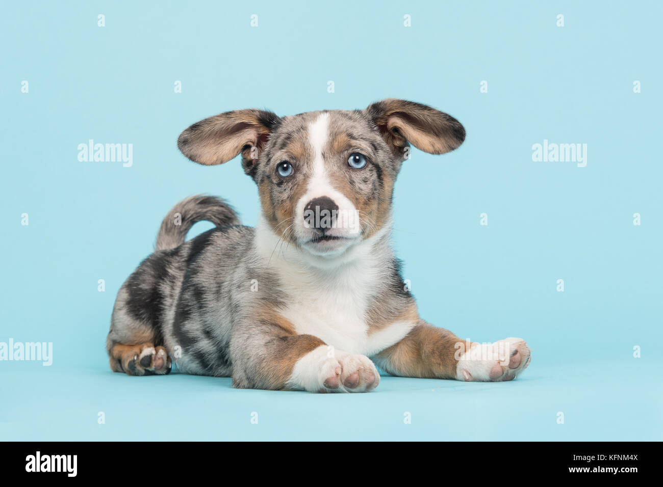 Cute blue merle welsh puppy with blue eyes and hanging ears lying down facing the camera