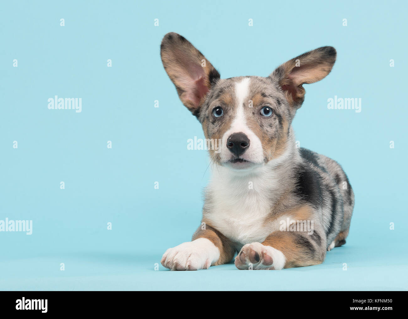 corgi blue merle puppy