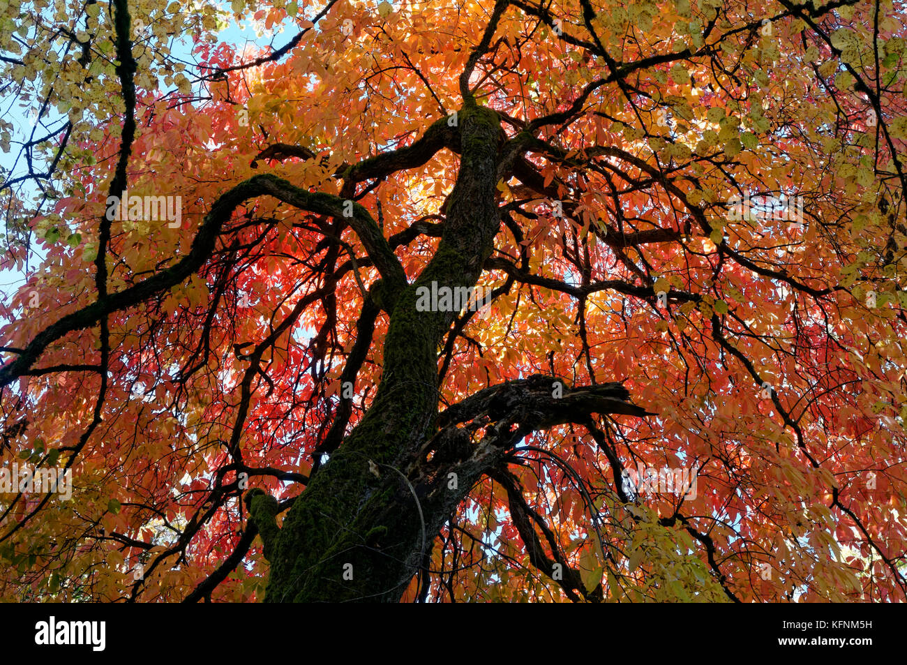 Colorful fall foliage of a big leaf linden tree Tilia platyphyllos, Shaughnessy Park, Vancouver, BC, Canada Stock Photo