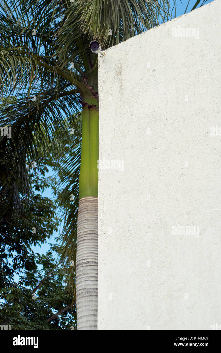 Royal palm tree shown next to a building wall with an outdoor security camera Stock Photo