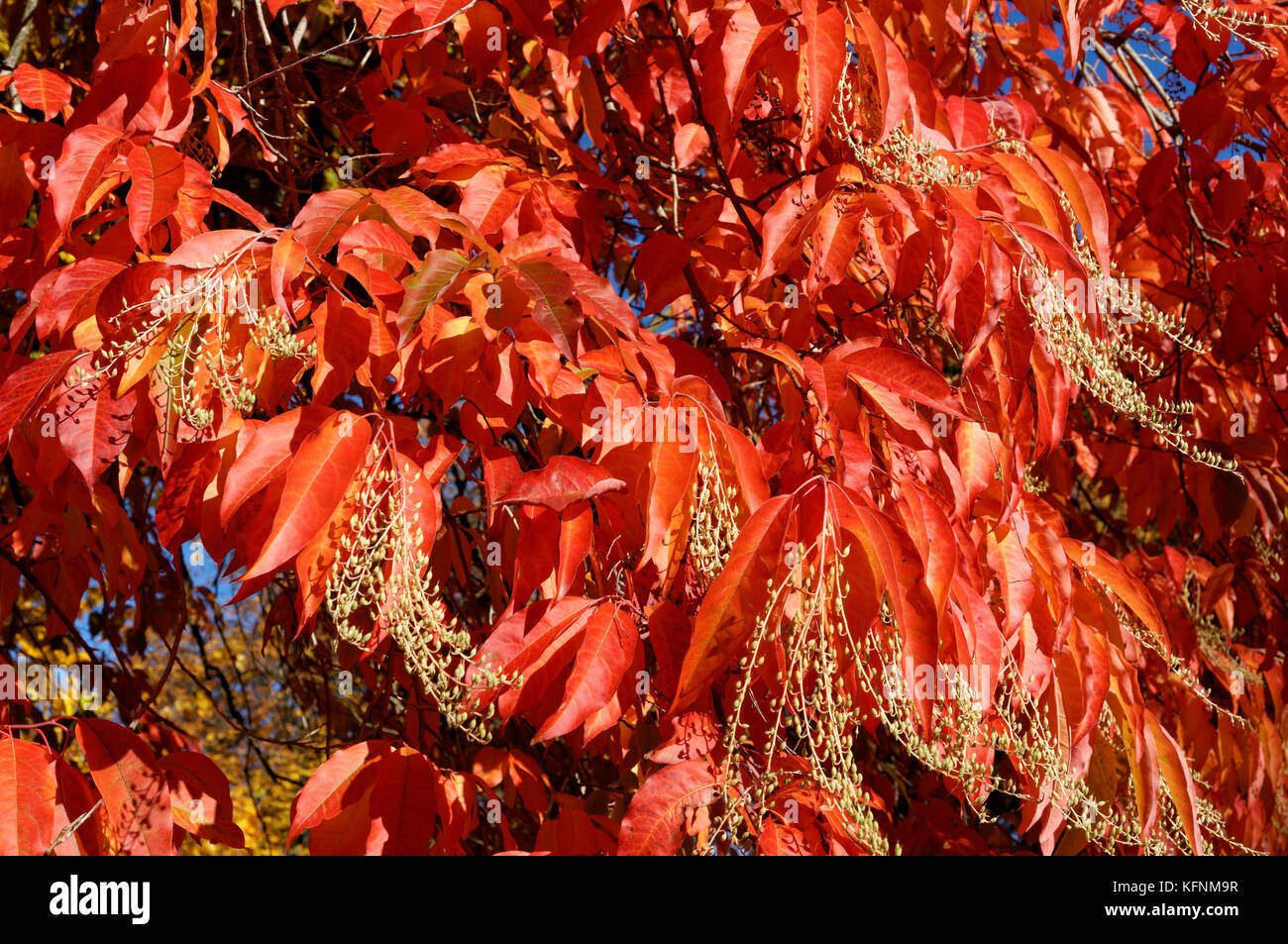 Close up of red fall foliage and flowers of a sourwood or sorrel tree Oxydendron arboreum in Vancouver, BC, Canada Stock Photo