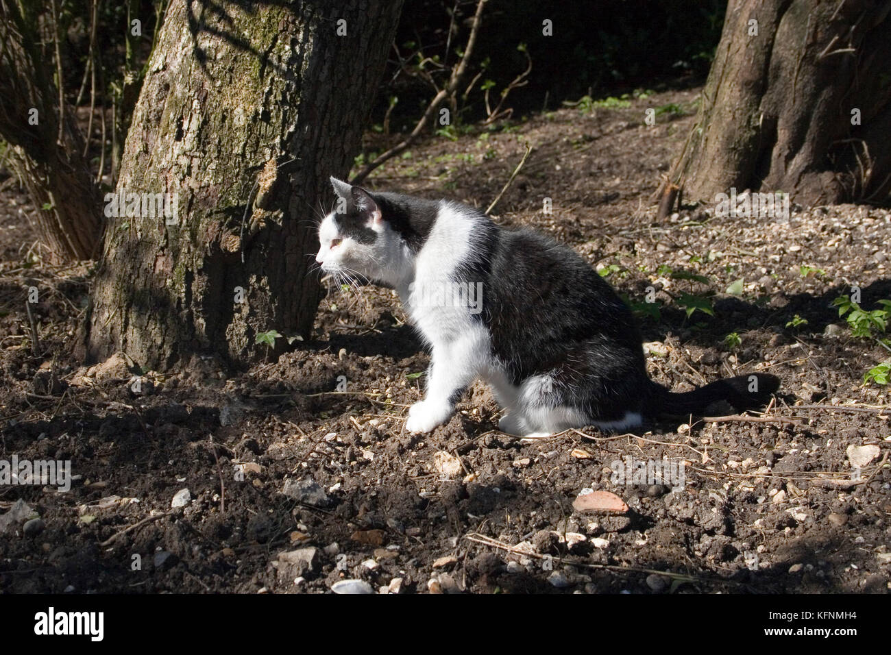 black and white adult cat stalking in woods Stock Photo - Alamy