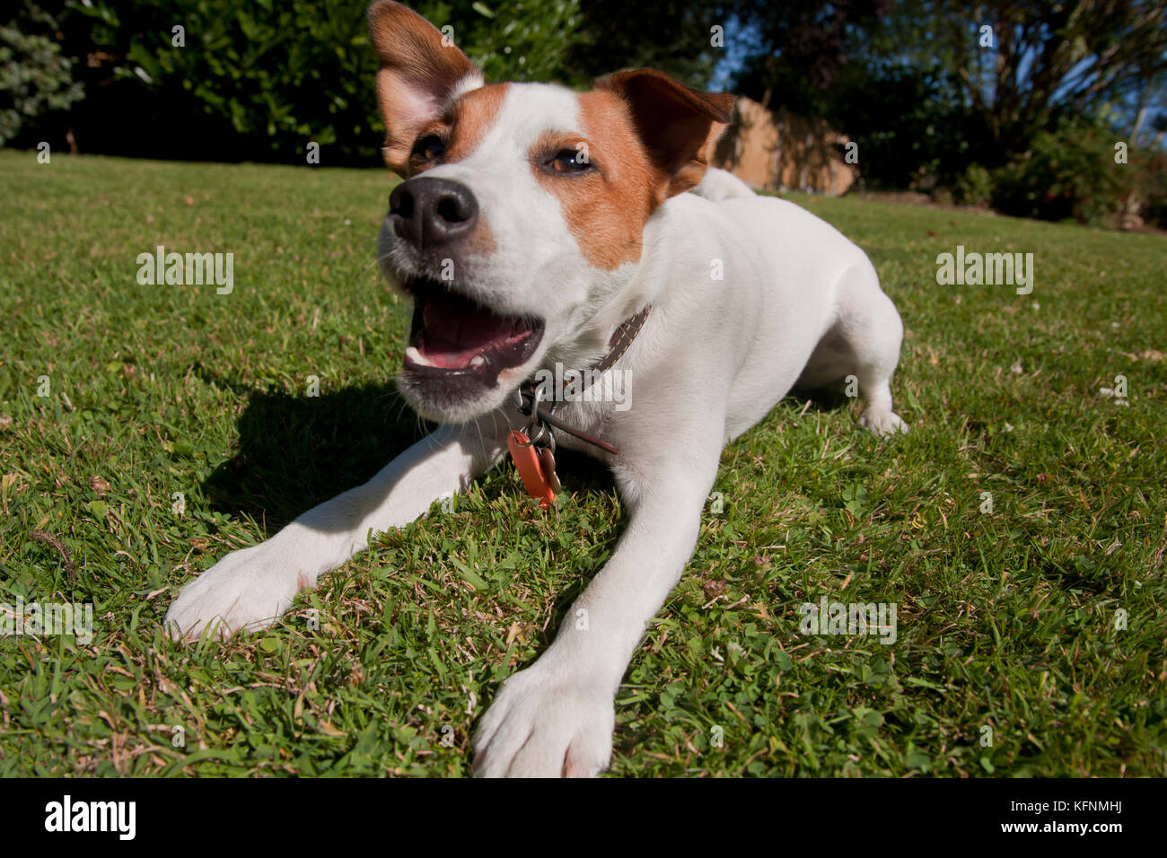 Jack russell hotsell puppy barking