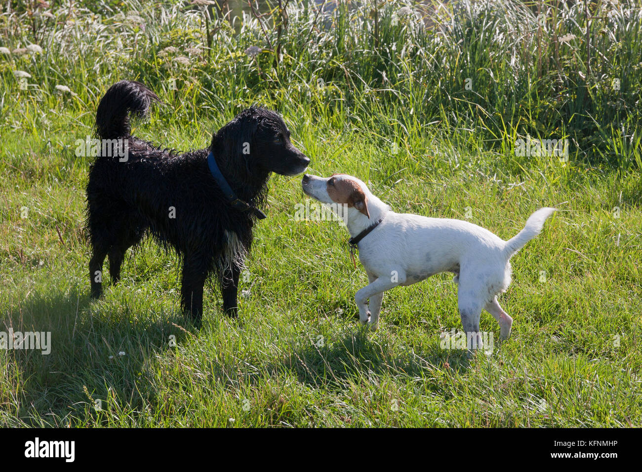 Domestic dogs socialising in countryside Stock Photo
