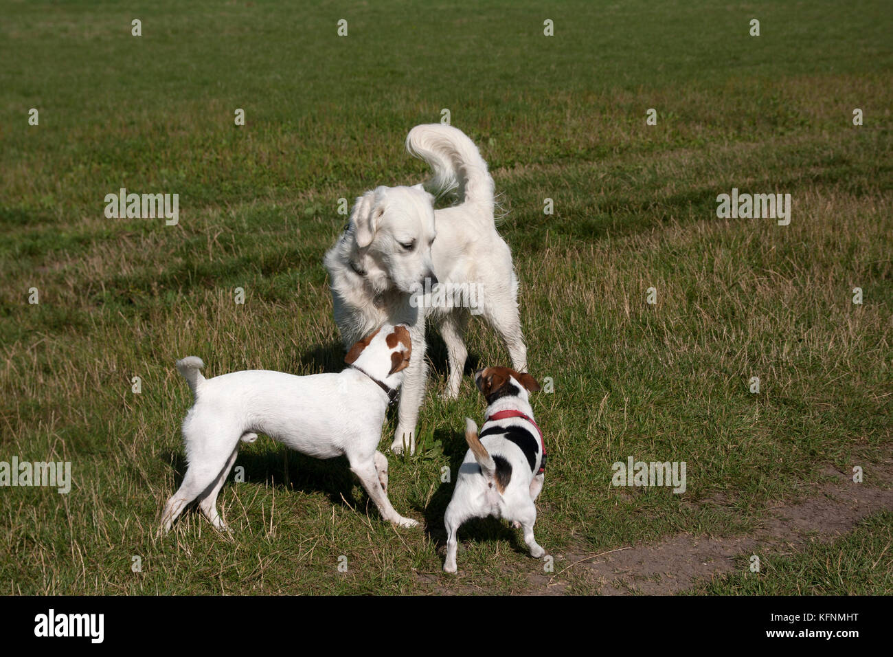 Domestic dogs socialising in countryside Stock Photo