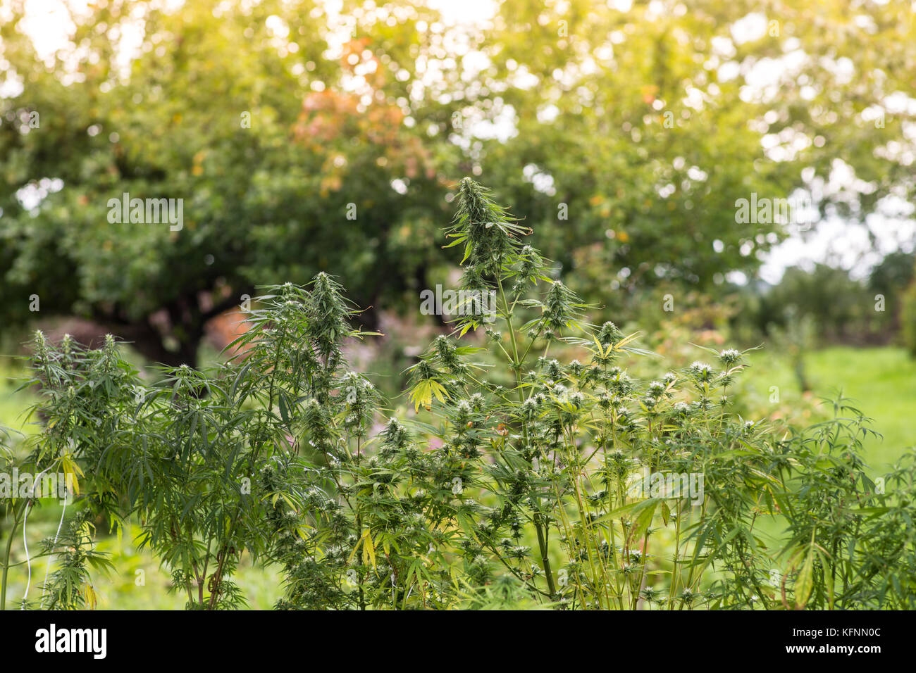 Medicinal marijuana plant in a garden Stock Photo