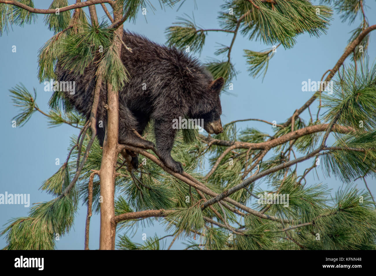 A black bear cub climbing in tree Stock Photo