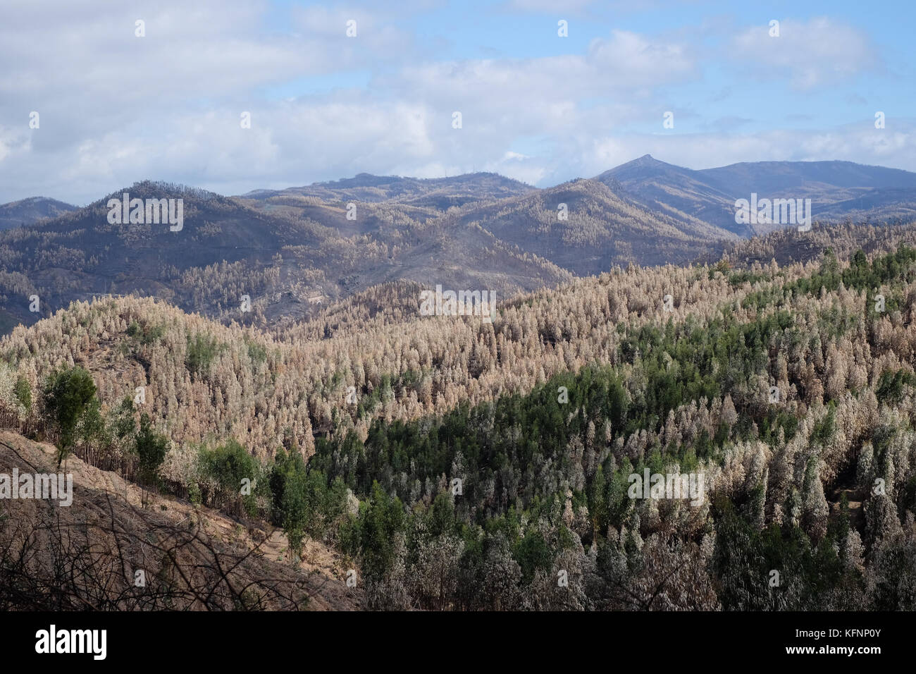 Burnt Forest on Hills, during Wildfires In Portugal Stock Photo