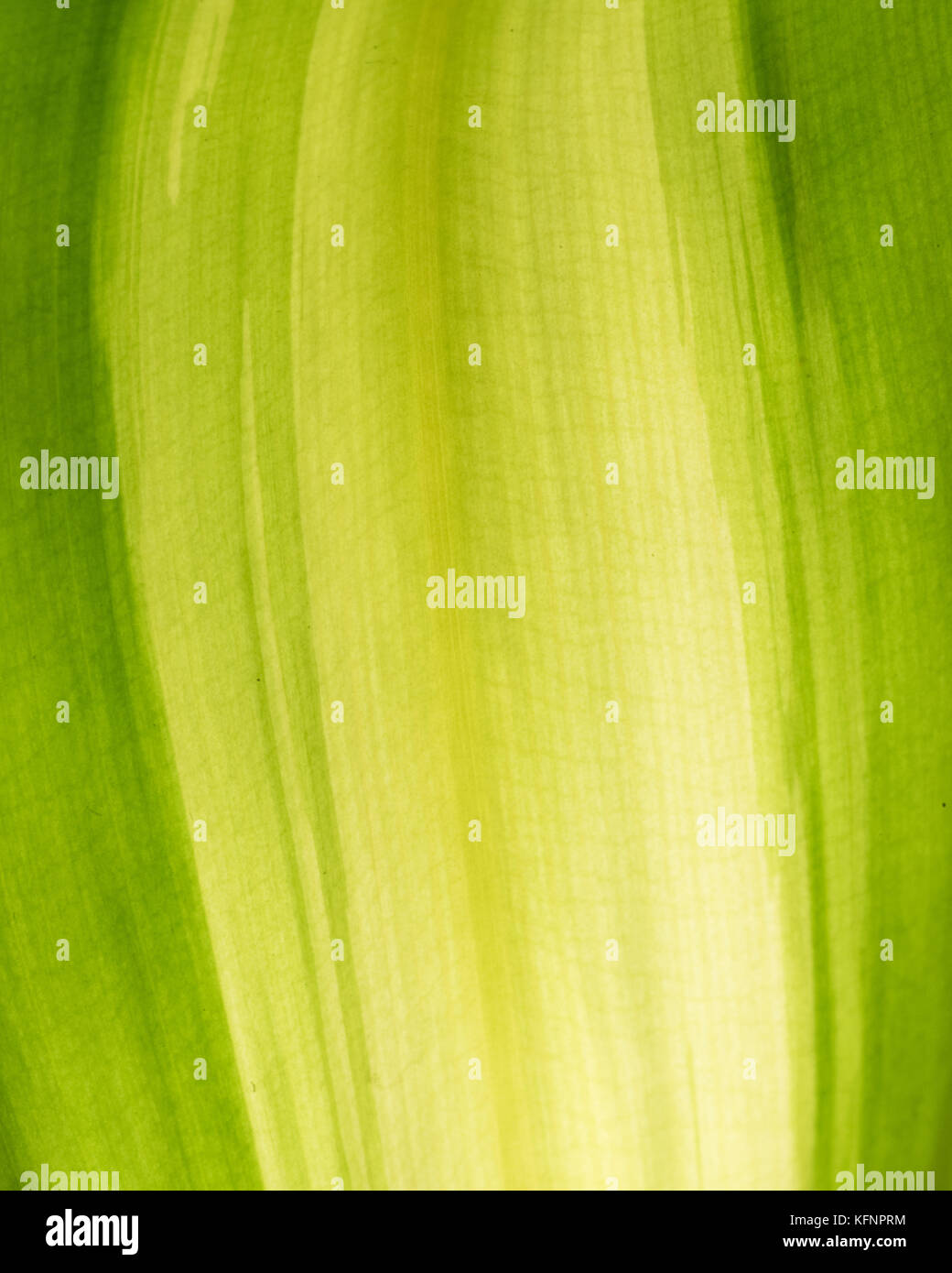 Light green design Stock Photo Alamy