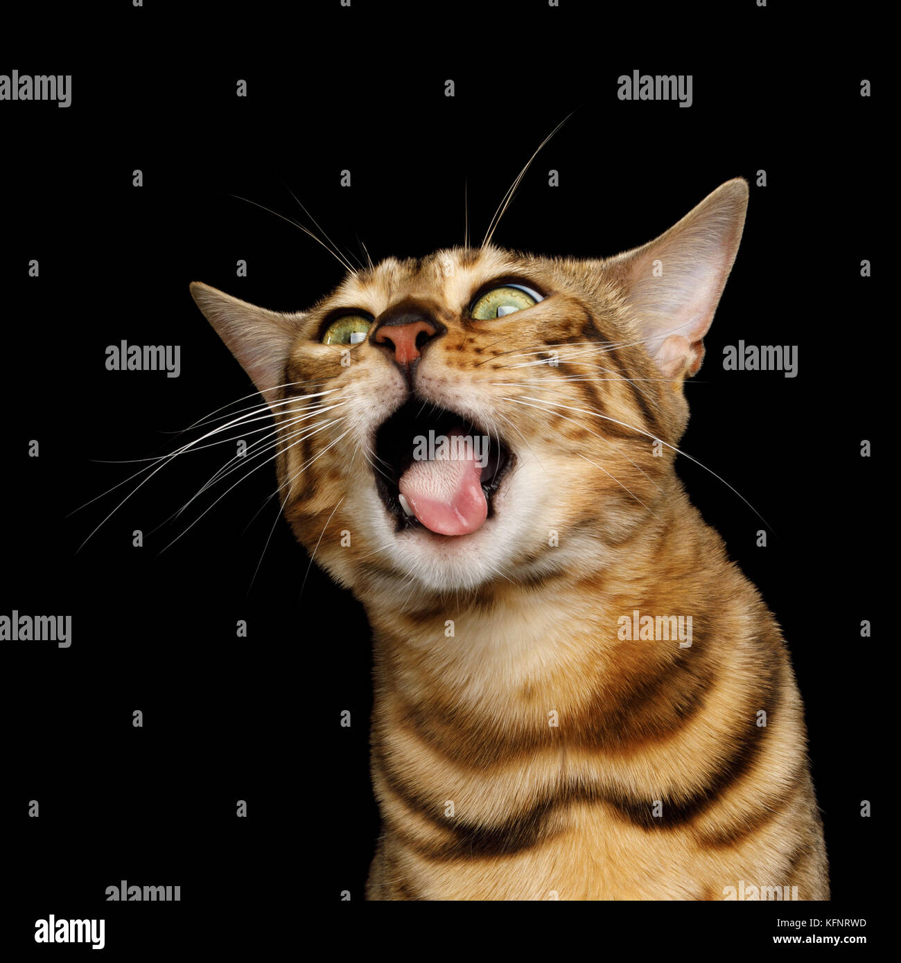 Adorable breed Bengal Cat isolated on Black Background Stock Photo