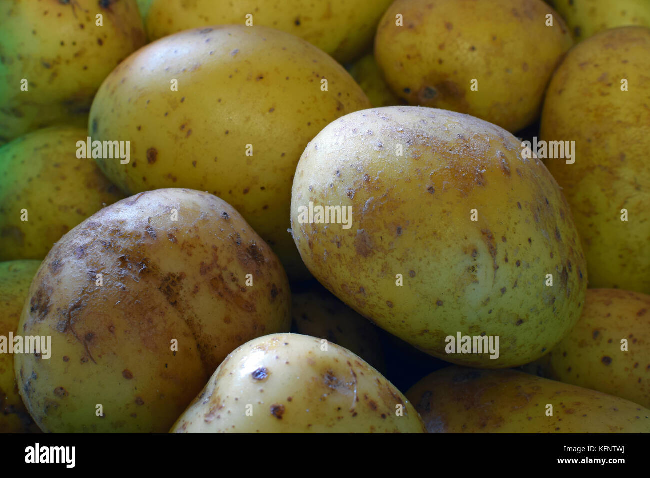 Potato close up. Ripe and raw potatoes background. Stock Photo