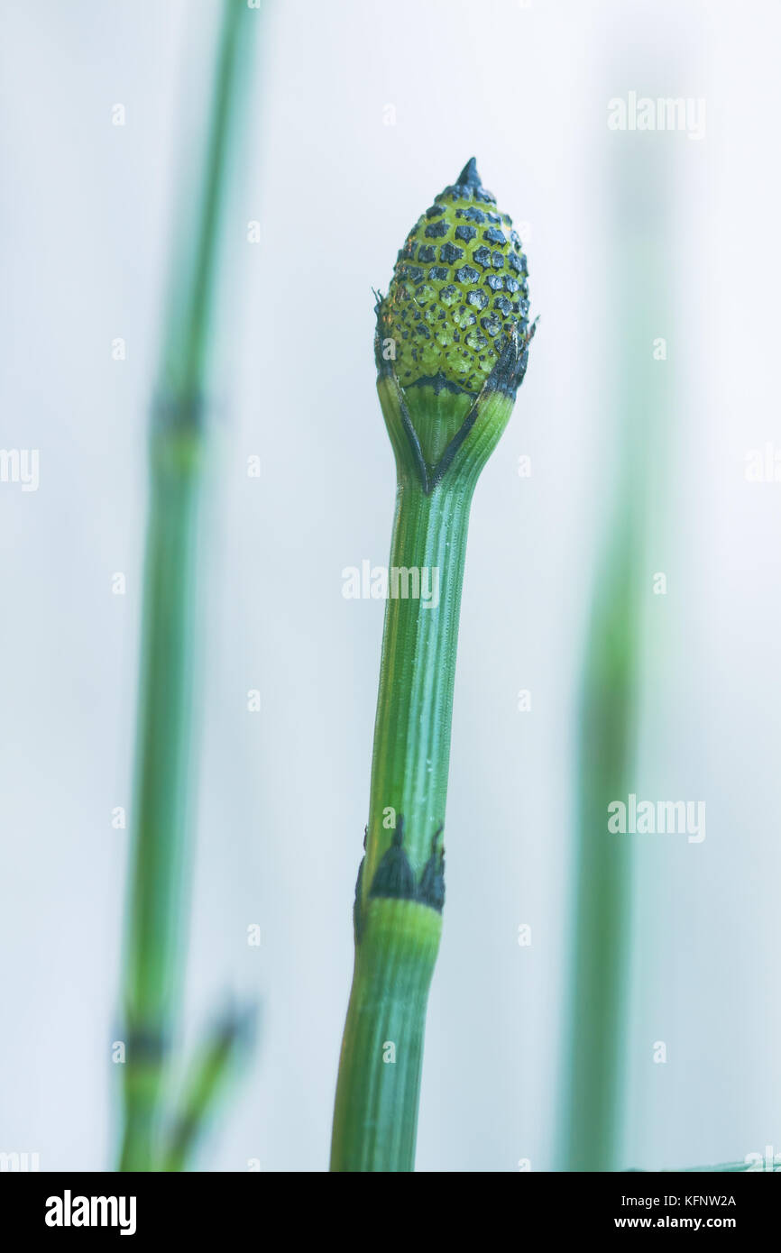 close up of the strobilus, a reproductive organ of the snake grass (Equisetum sp.) Stock Photo