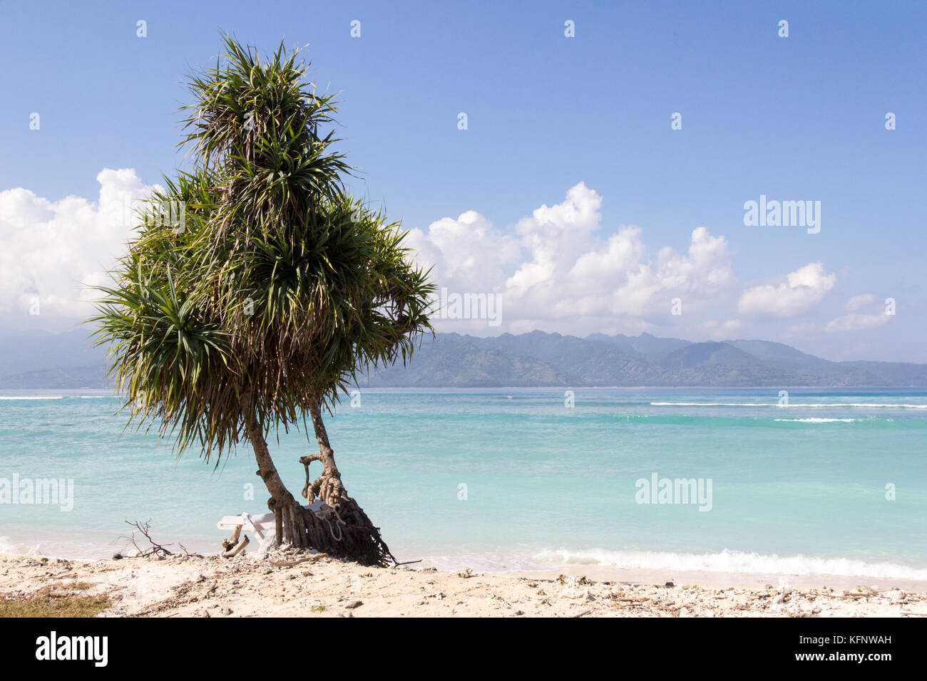 Pandanus tree on white sand beach, Gili Trawangan, Indonesia Stock Photo