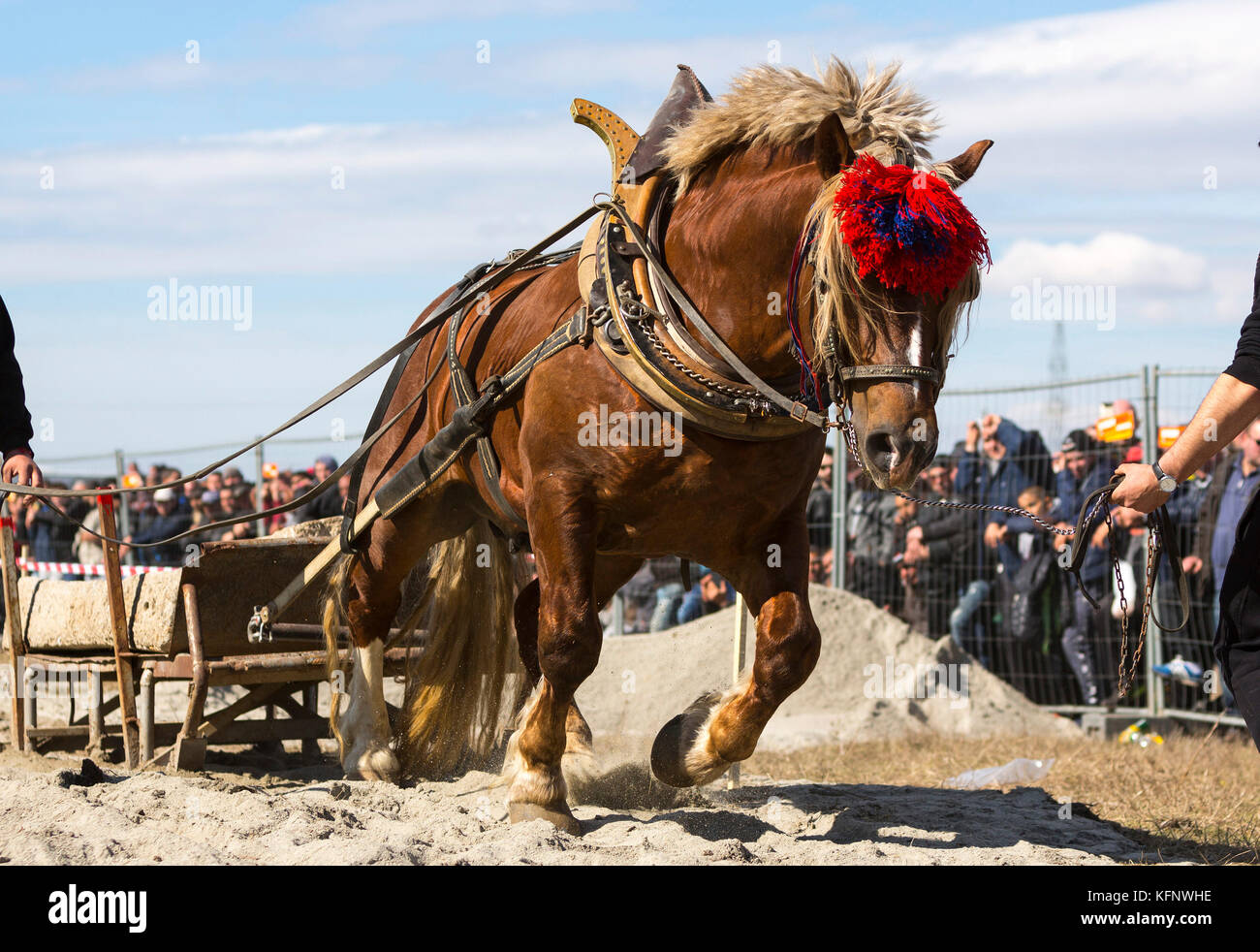 Horses and their owners participate in a heavy pull tournament. The