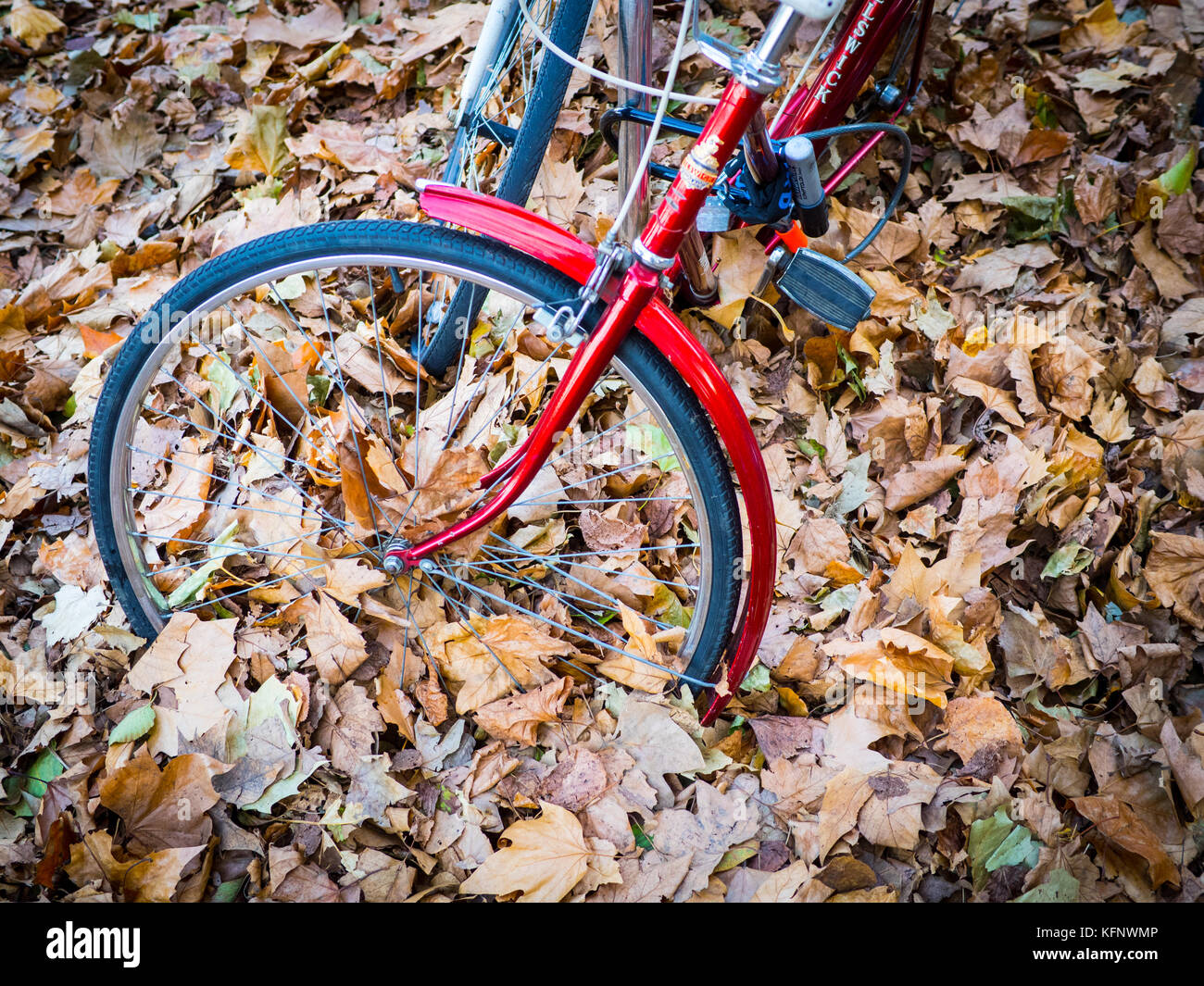 Bikes parked in deep autumn leaves in Cambridge UK Stock Photo