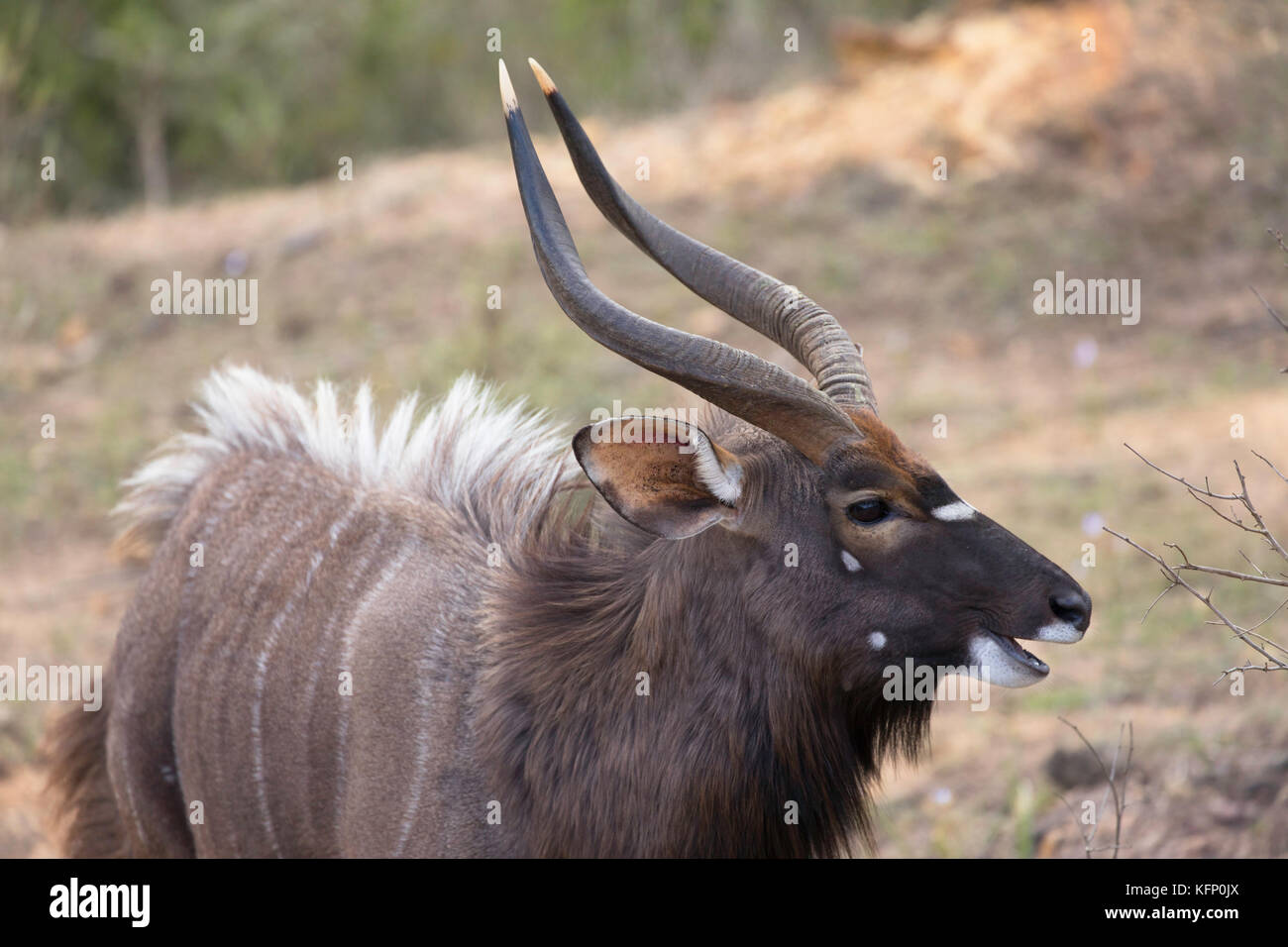 Male nyala, Botlierskop Private Game Reserve, Western Cape, South Africa Stock Photo
