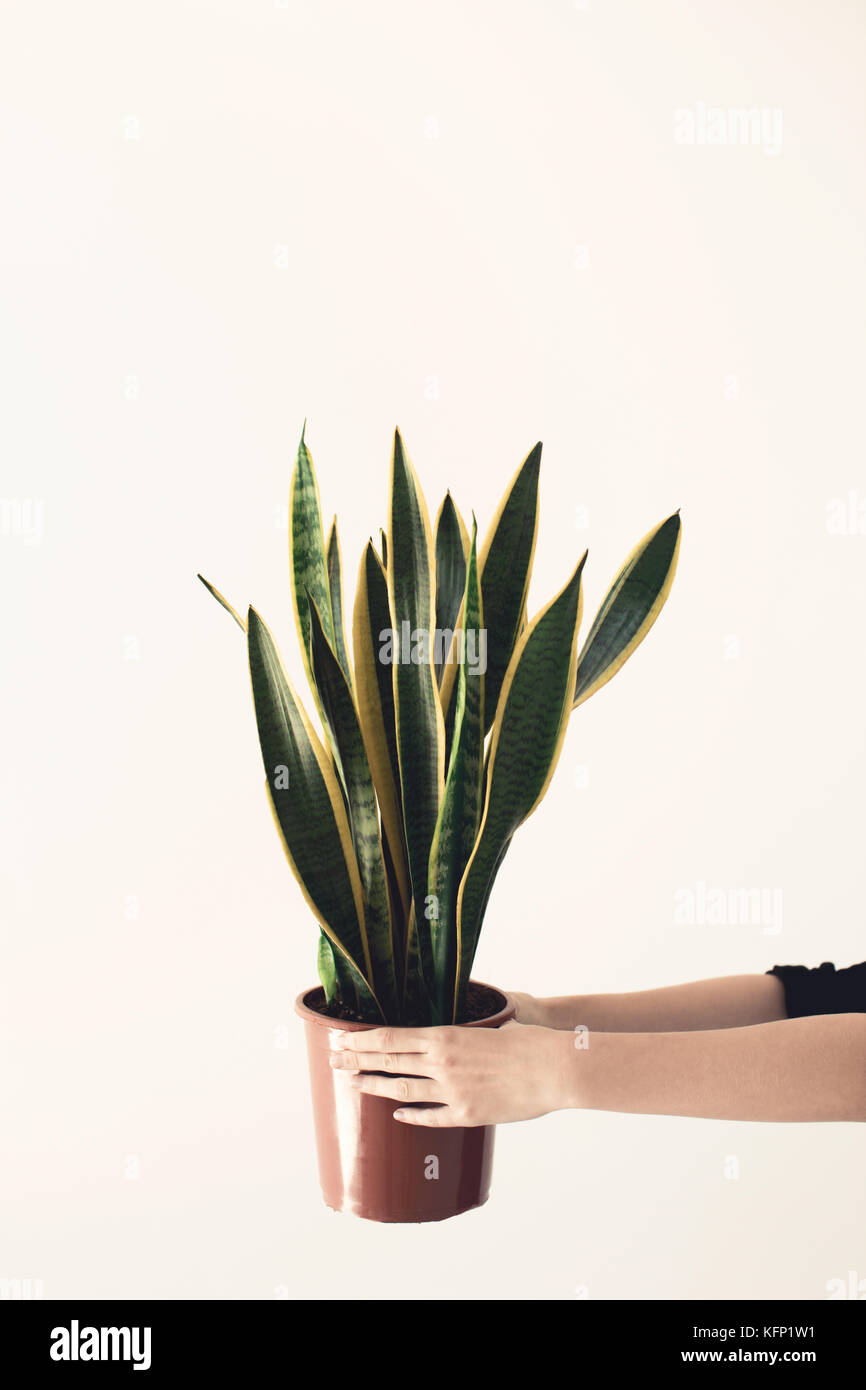 person holding potted plant Stock Photo - Alamy