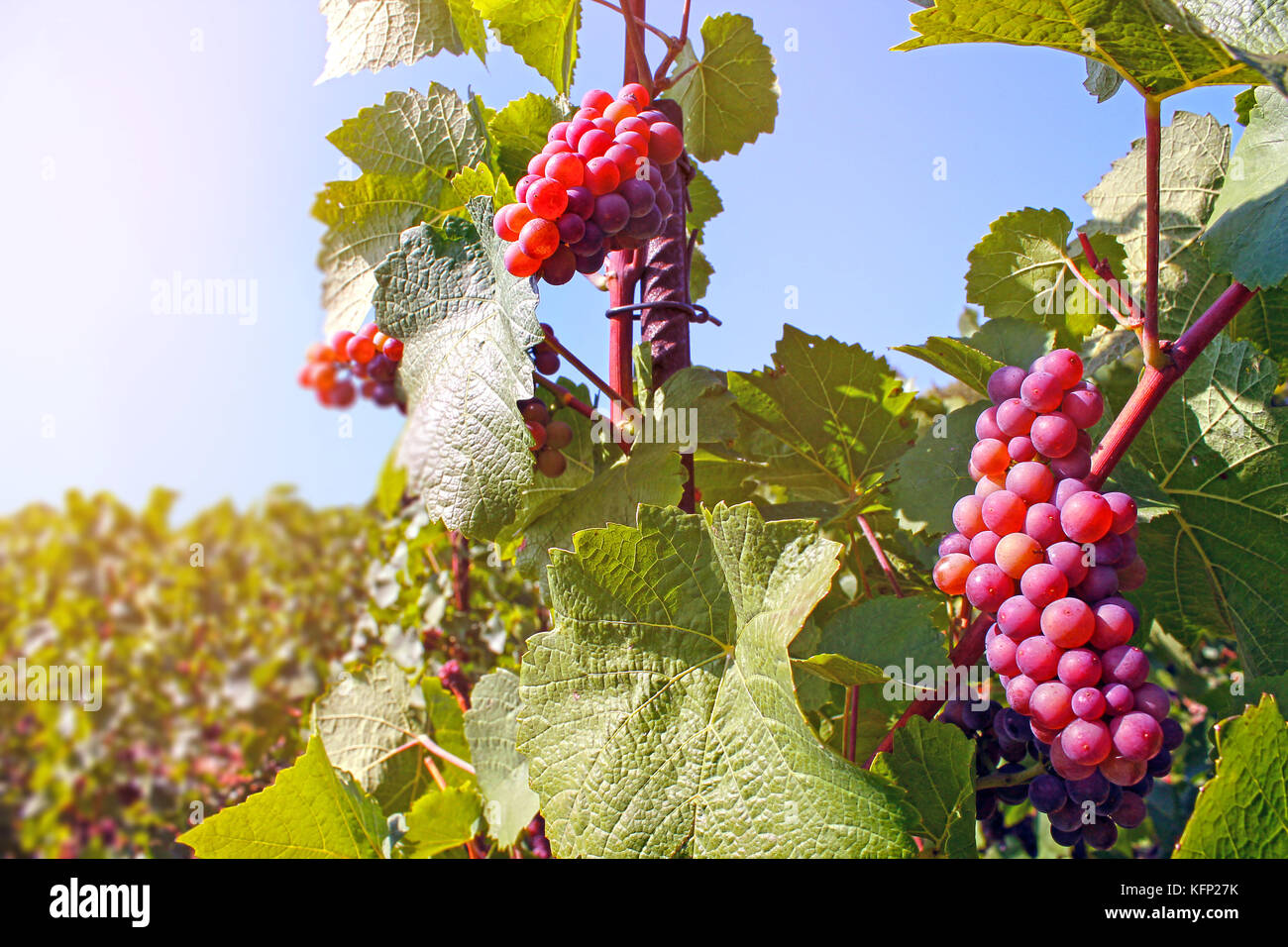 Bunch of red grapes in vineyard Stock Photo Alamy