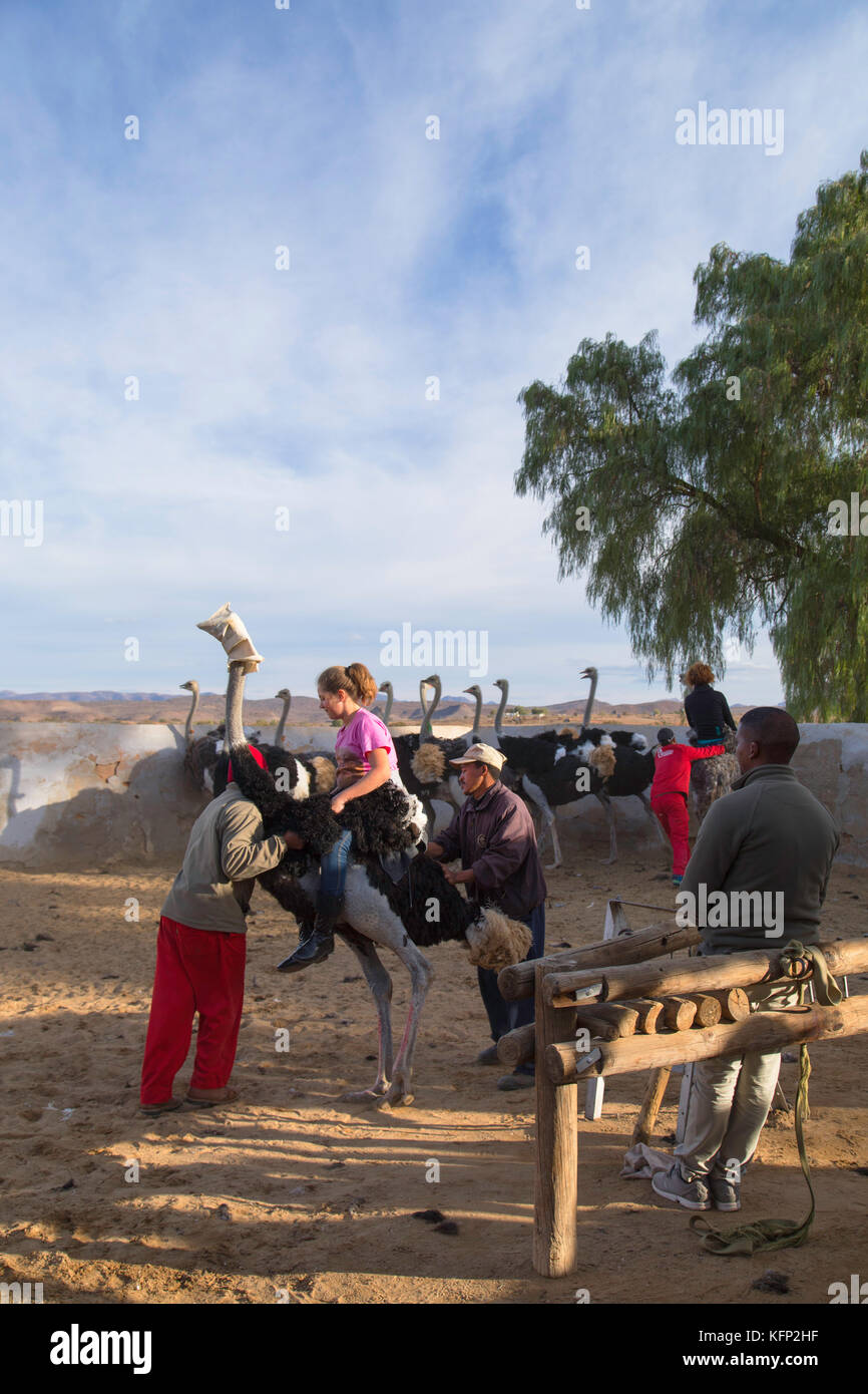 Tourist riding ostrich at Highgate Ostrich Farm, Oudtshoorn, Western