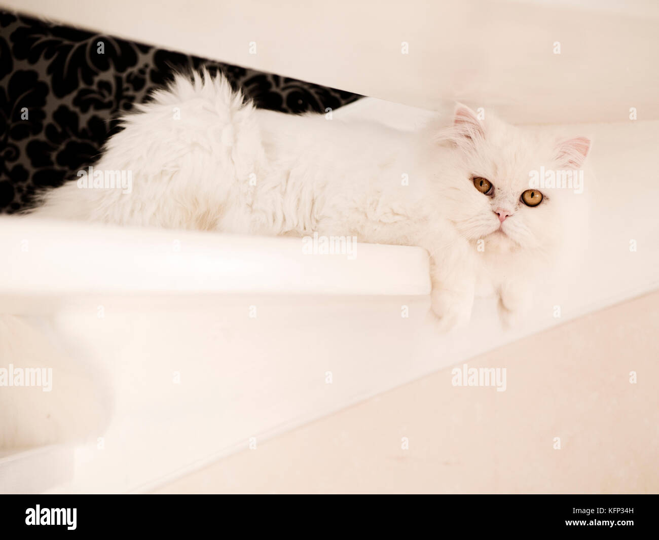 White cat on stairs Stock Photo Alamy