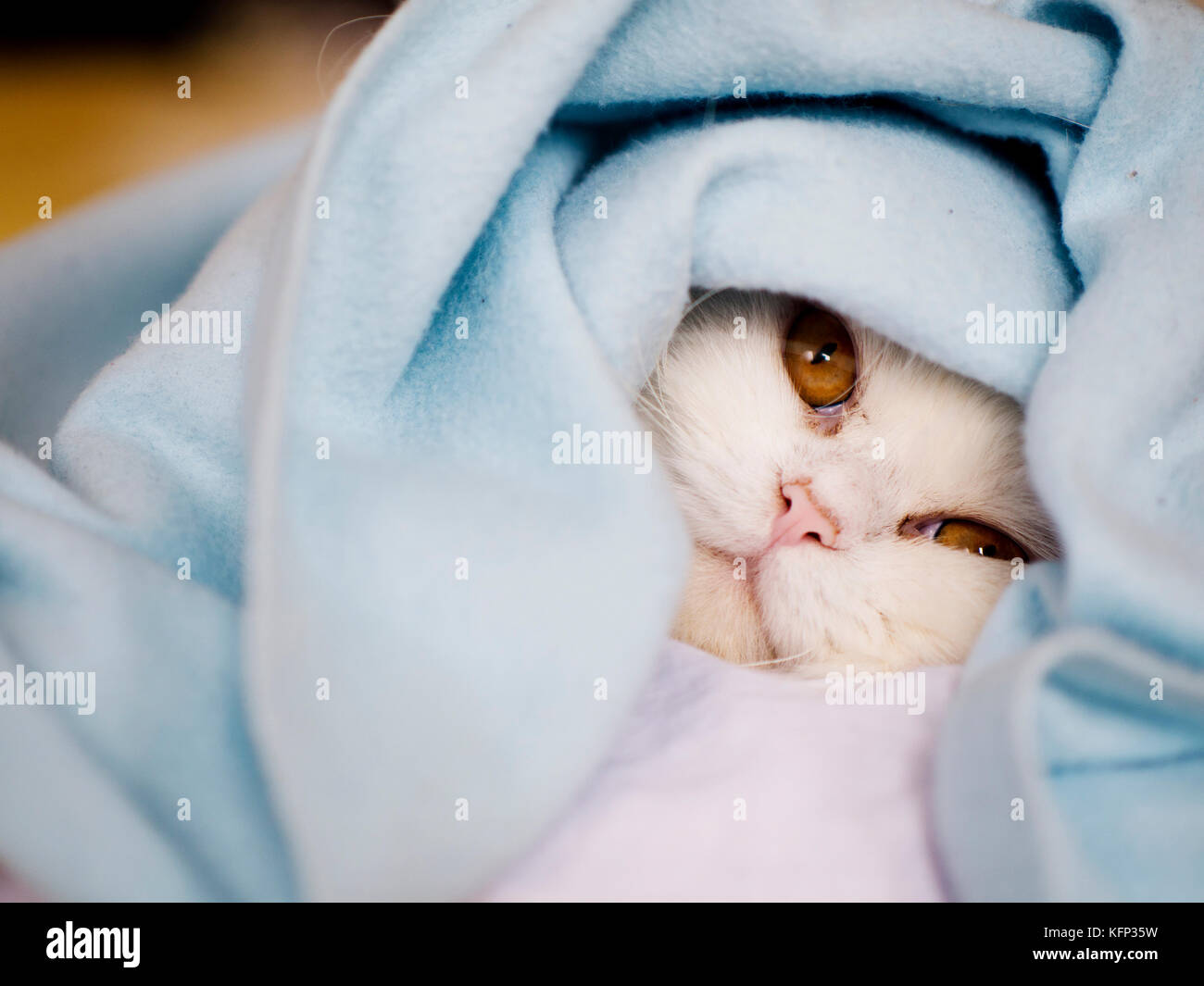 White Cat Under Blanket Stock Photo Alamy