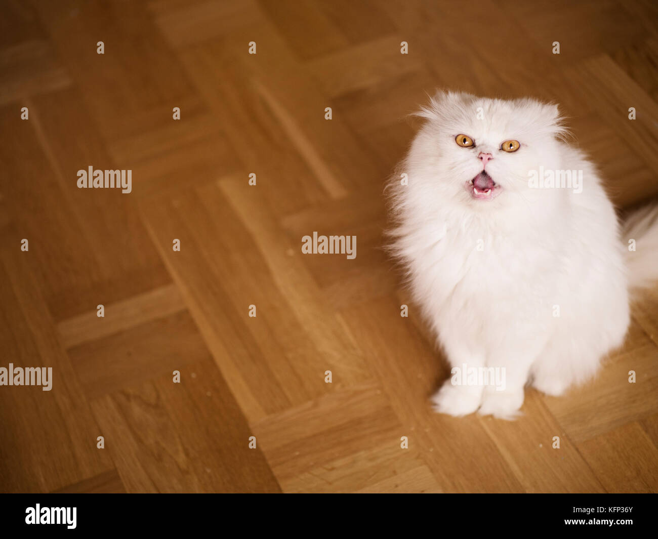 Meow Moe on X: Angry Persian Cat Meowing  #Cats #Cat #Kittens