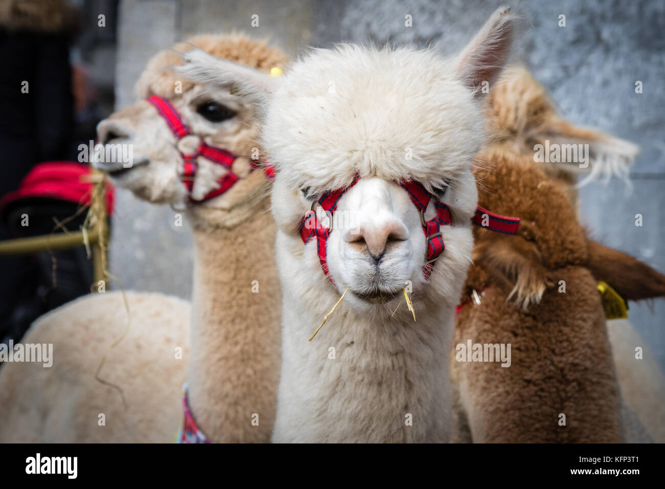 The Alpacas created alot of interest on show at Savour Kilkenny Food Festival, Kilkenny, ireland 27th and 28th October 2017 Stock Photo
