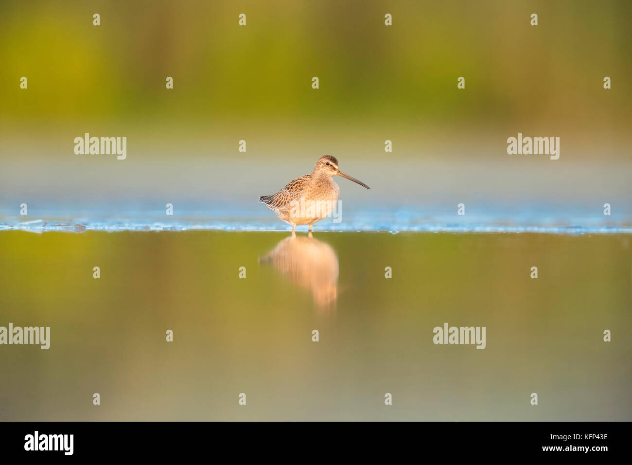 Short-billed Dowitcher standing in a shallow water Stock Photo