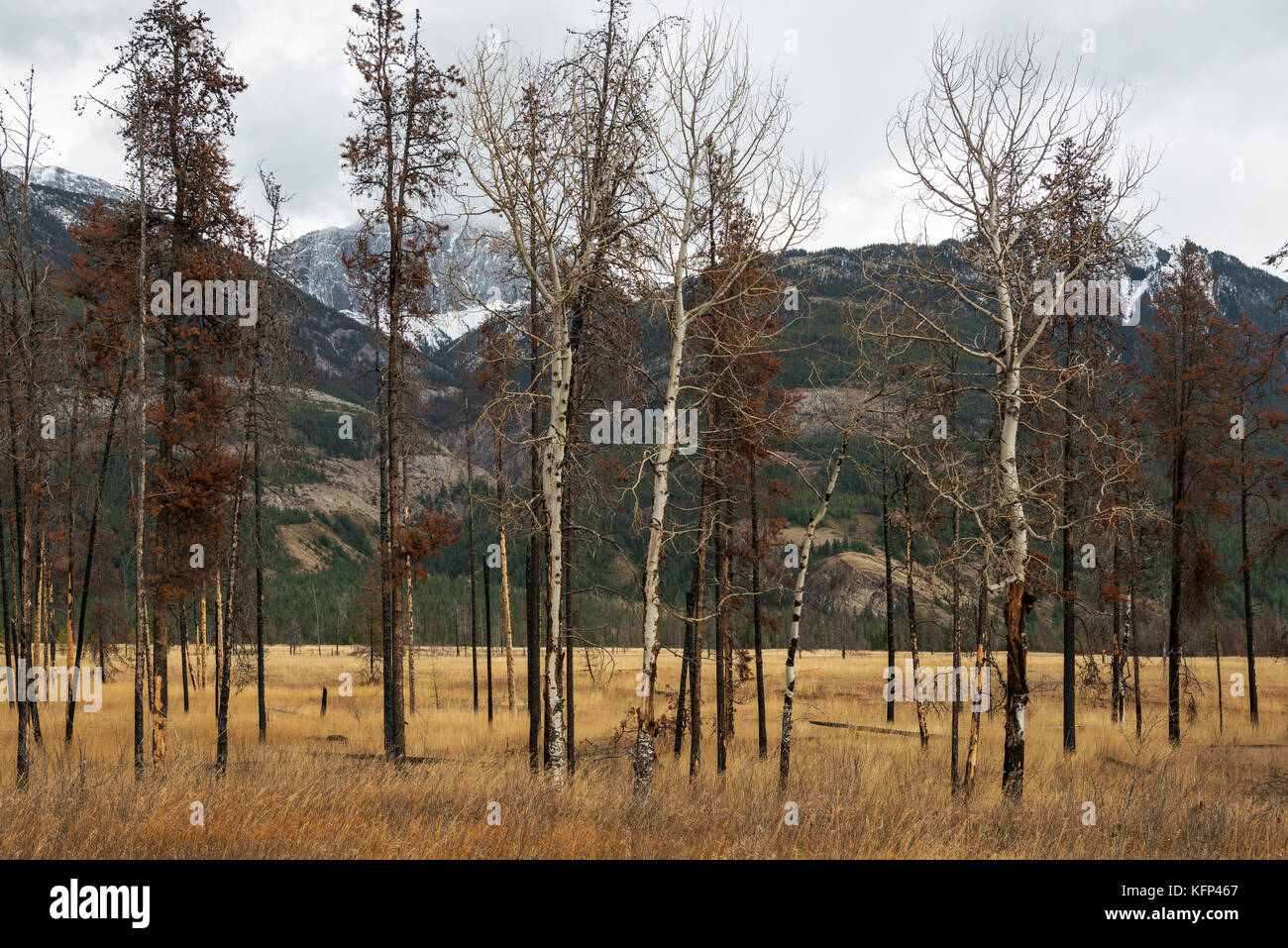 Burnt trees from a fire in Jasper National Park Stock Photo