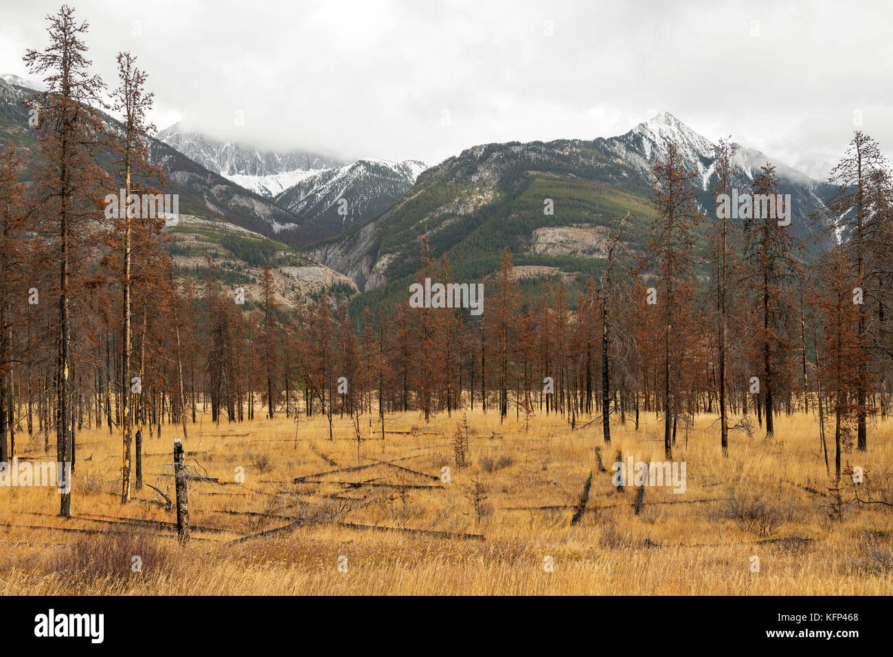 Burnt trees from a fire in Jasper National Park Stock Photo