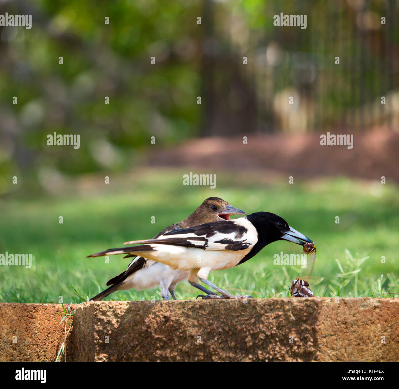 Female pied butcherbird (Cracticus nigrogularis) a songbird native to