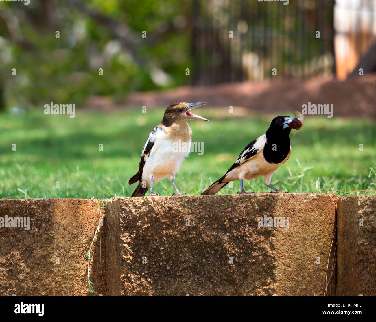 Female pied butcherbird (Cracticus nigrogularis) a songbird native to Australia feeding its young with a flying insect in Broome, Western Australia. Stock Photo