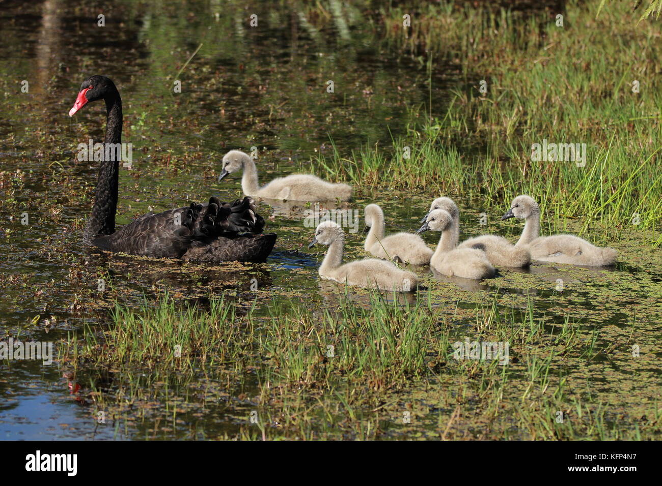 Waterfowl, New Zealand swans and shovellor duck Stock Photo Alamy
