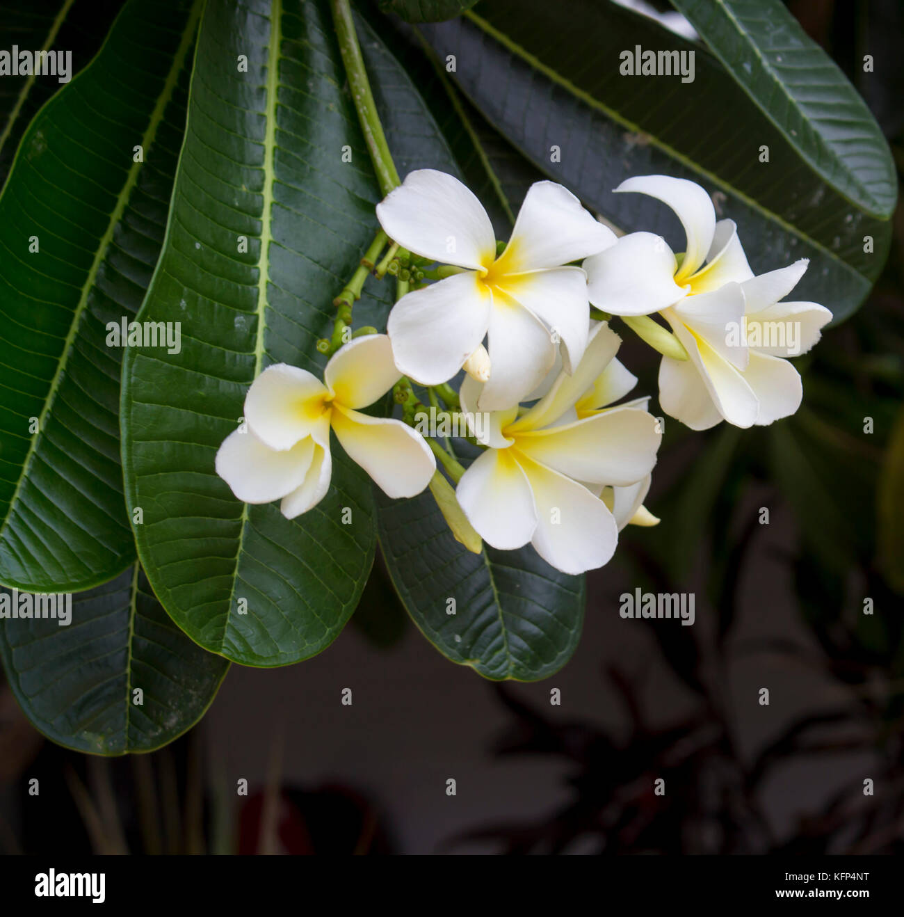 My Image 22