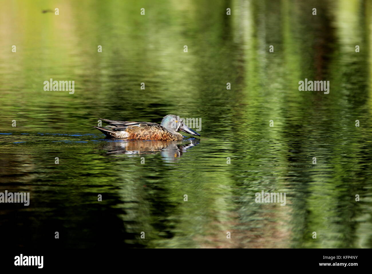 Waterfowl, New Zealand swans and shovellor duck Stock Photo Alamy