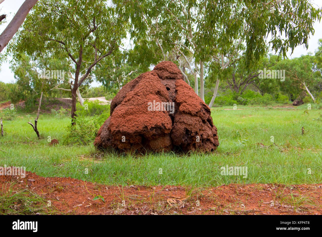 Termite mound ant nests, the most biologically diverse in an entire habitat on the way to Roebuck Bay, Broome, North Western Australia. Stock Photo