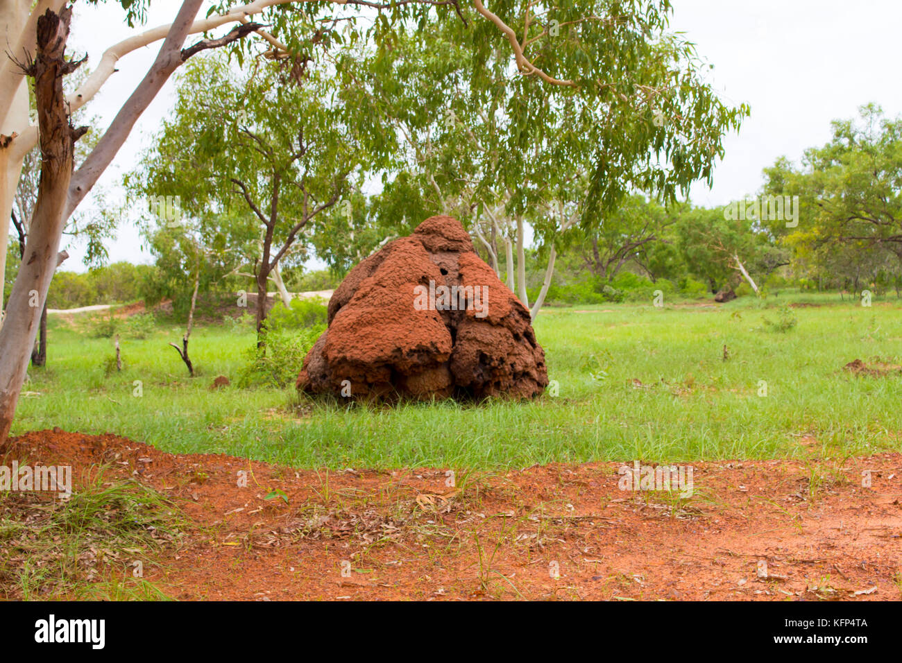 Termite mound ant nests, the most biologically diverse in an entire habitat on the way to Roebuck Bay, Broome, North Western Australia. Stock Photo