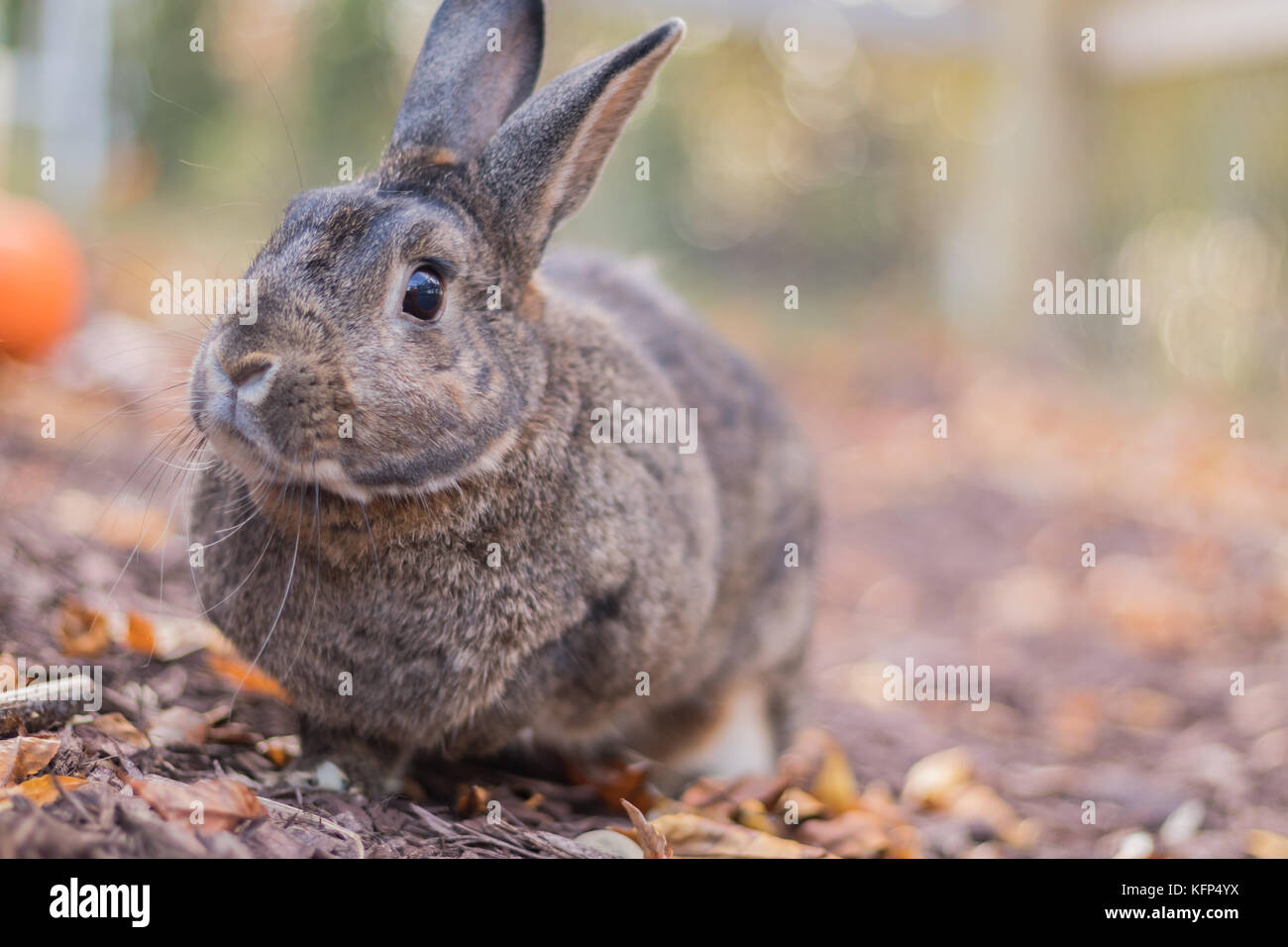 Gray and white domestic bunny rabbit in soft lighting and shallow depth ...