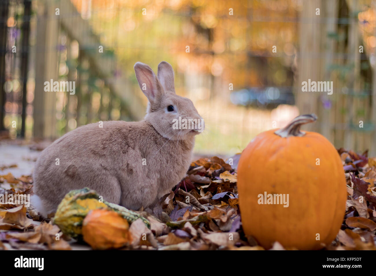 Beautiful tan and rufous domestic bunny rabbit munches on fresh leaves ...