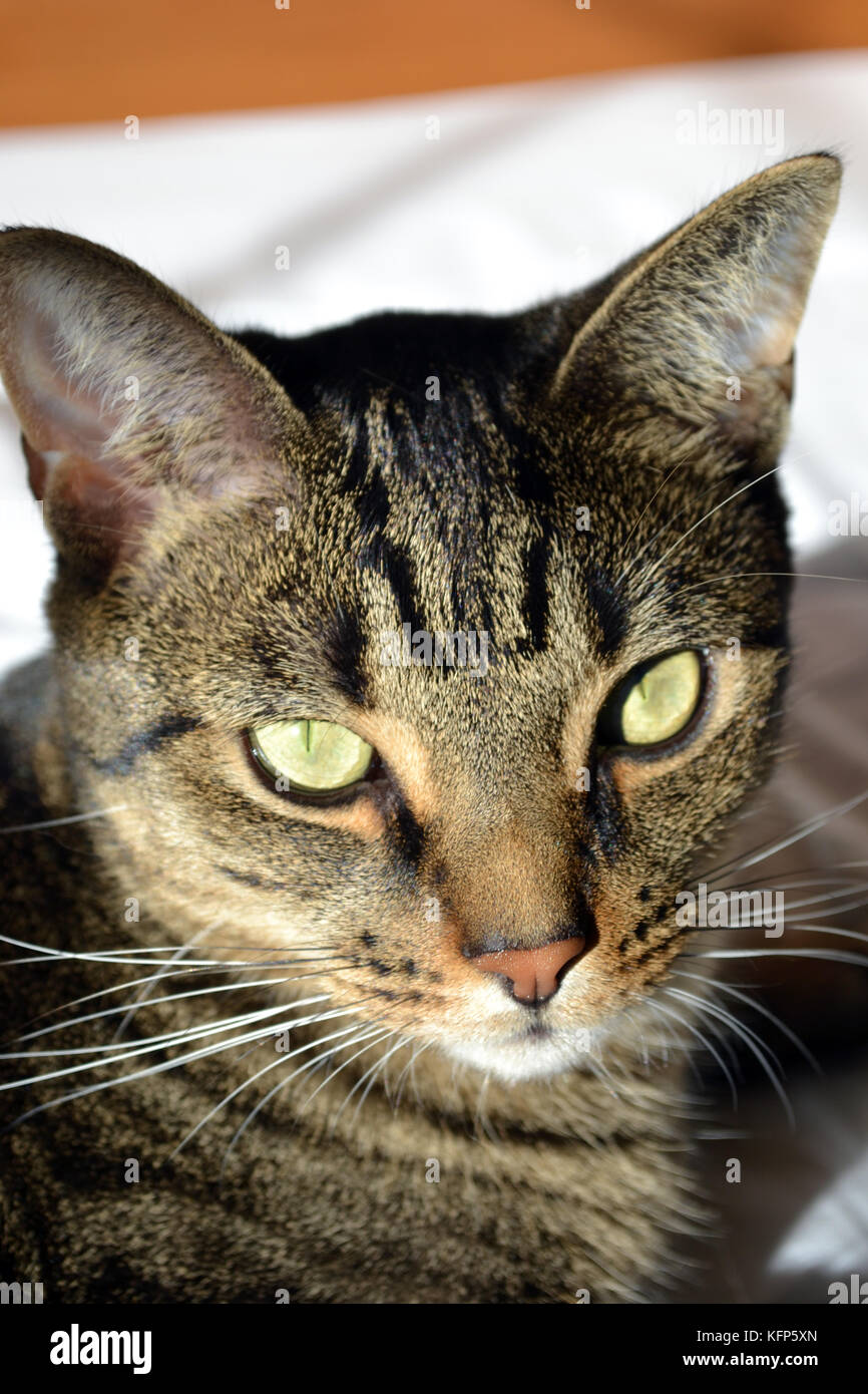 Tabby cat sitting in sunlight Stock Photo - Alamy